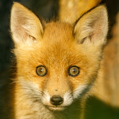   Noor rebane 1 kuu hiljem