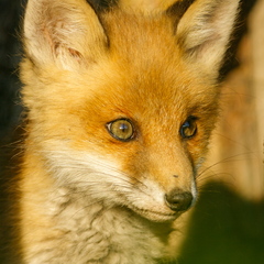  Noor rebane 1 kuu hiljem