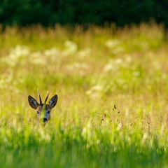 Sokk piilub kõrre tagant
