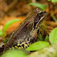 Rabakonn (Rana arvalis)