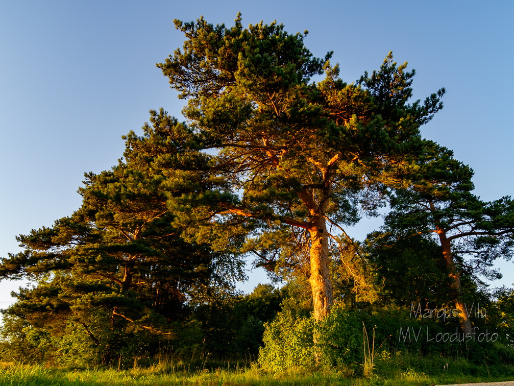  Mänd Tõrva lähistel