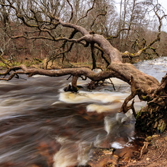 Ümberkukkunud puu Jõelähtme jõel