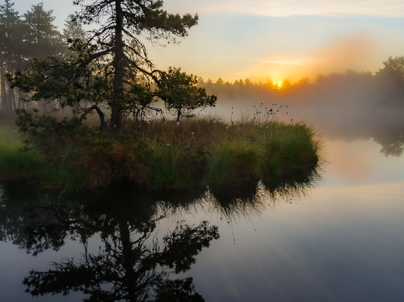    Päikesetõus uduse raba lauka juures