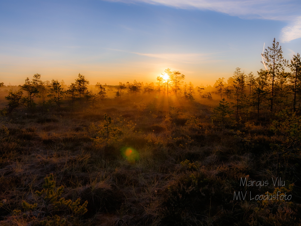  Päikesetõus uduses rabas