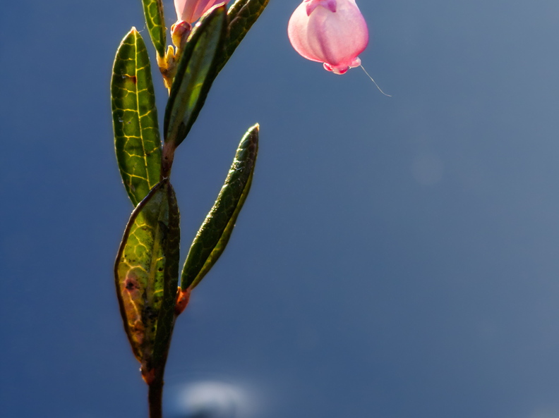  Harilik küüvits vees