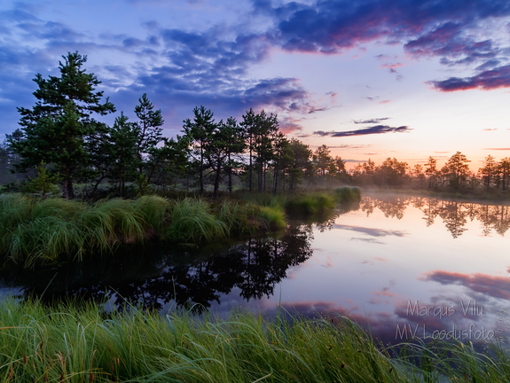  Lopsaka taimestikuga rabasaar