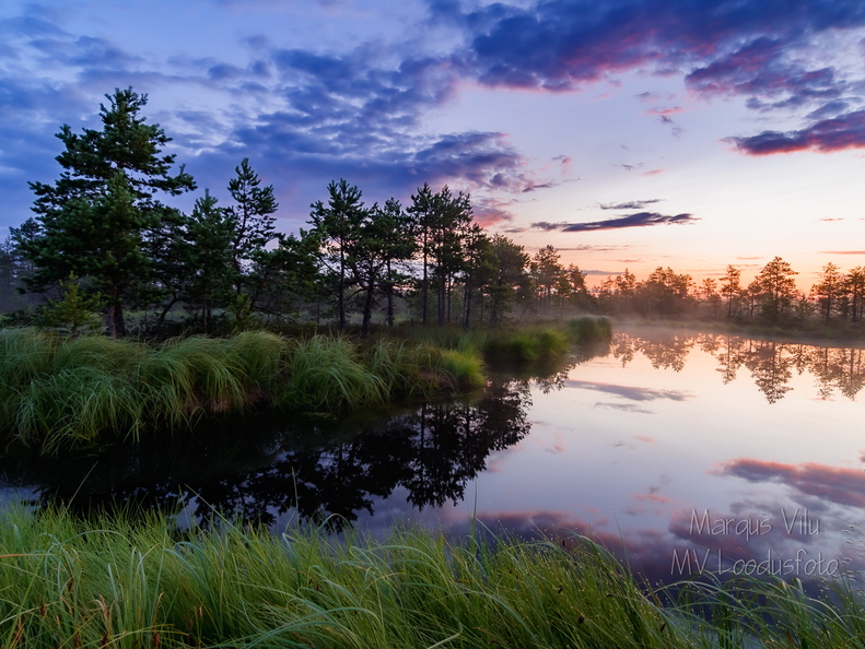  Lopsaka taimestikuga rabasaar