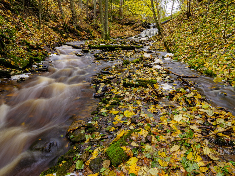 Vasaristi joastiku sügisvärvid