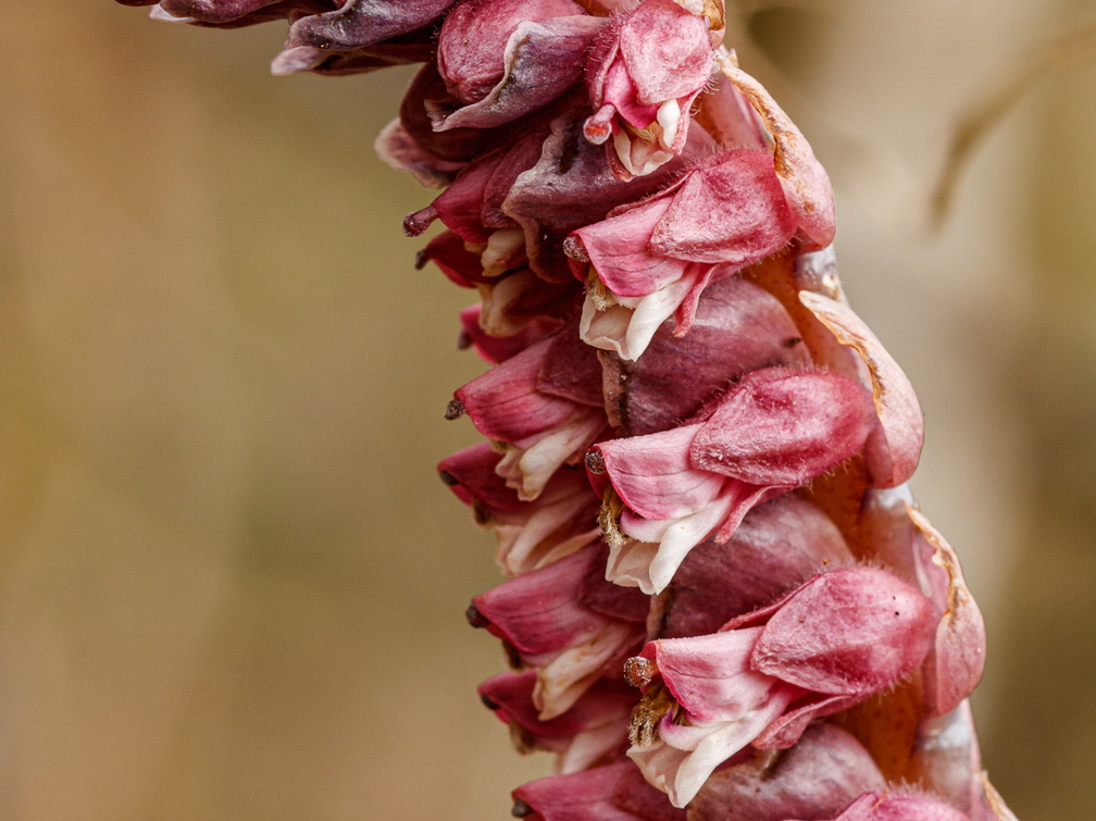  Harilik käopäkk (Lathraea squamaria)