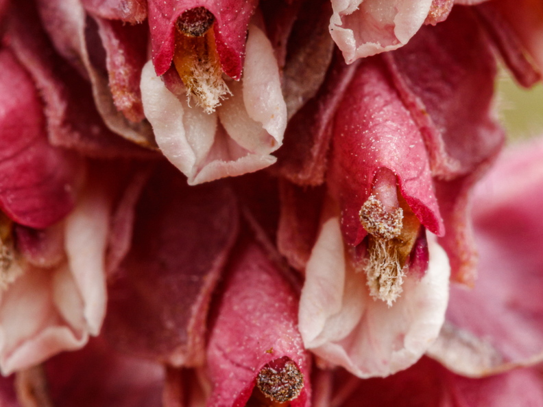  Harilik käopäkk (Lathraea squamaria), õied