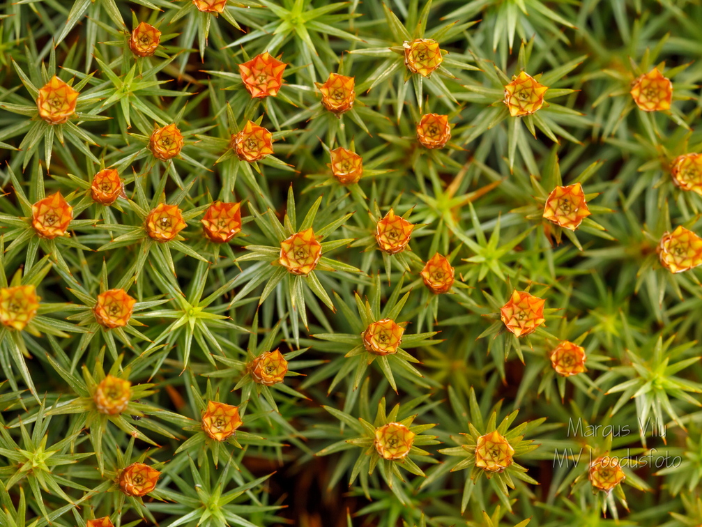 Harilik karusammal ehk käolina (Polytrichum commune)