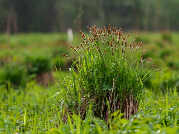  Poku ehk Tarn (Carex)