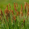  Poku ehk Tarn (Carex)