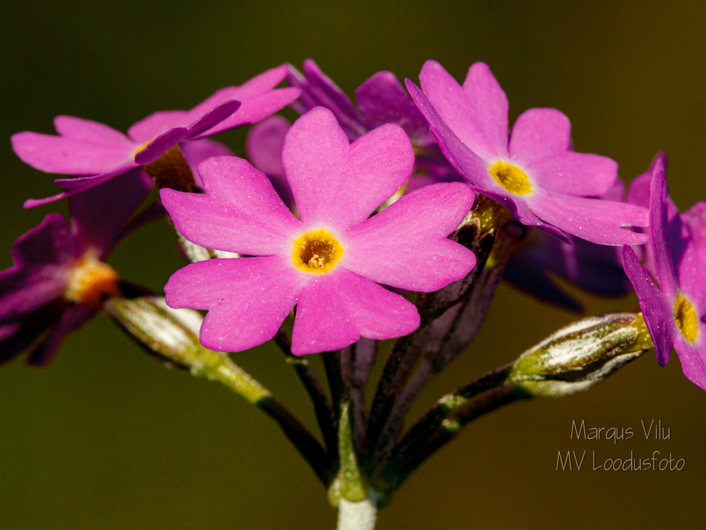 Pääsusilm (Primula farinosa)