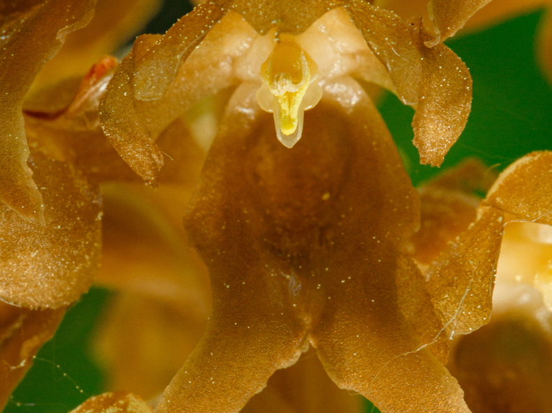 Pruunikas pesajuur (Neottia nidus-avis), õis