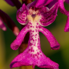  Hall käpp (Orchis militaris), õis