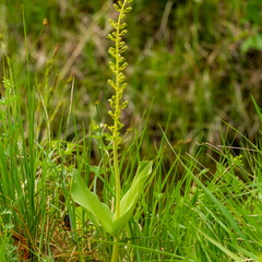 Suur käopõll (Neottia ovata),