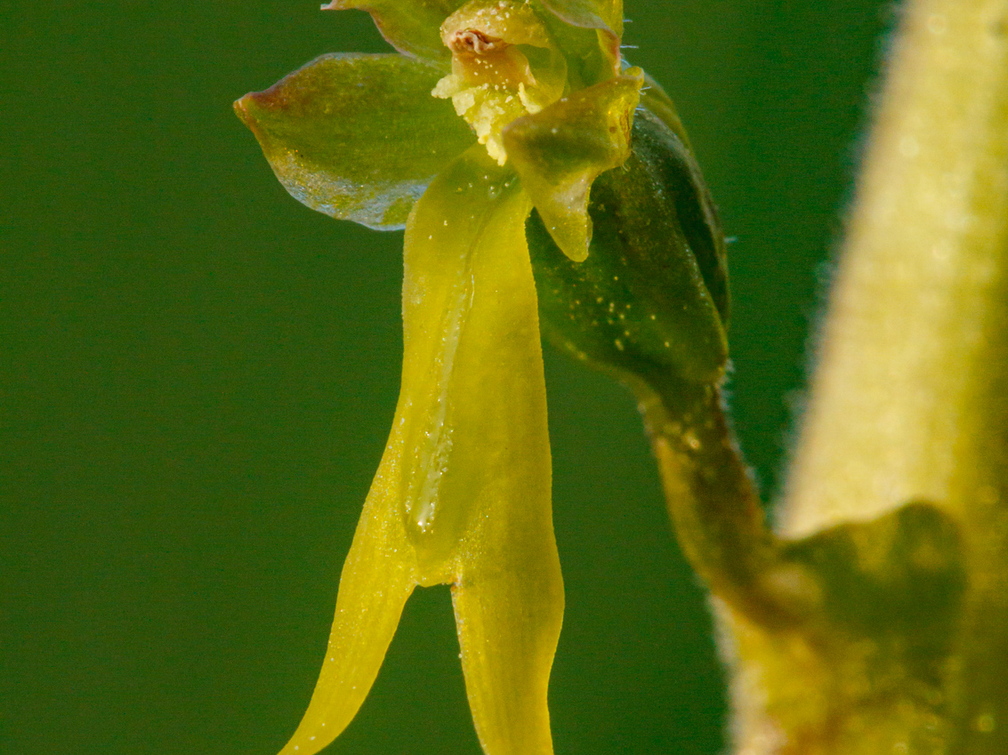  Suur käopõll (Neottia ovata), õis