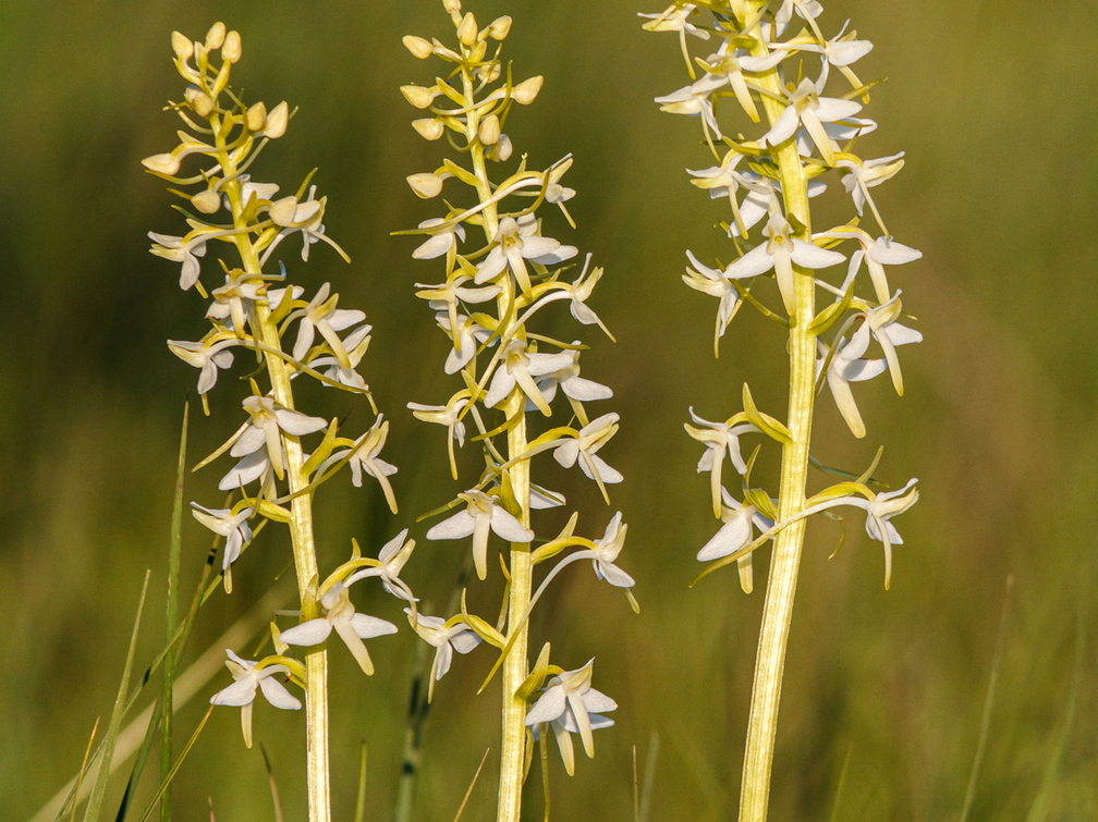  Ööviiul ehk kaheleheline käokeel (Platanthera bifolia)