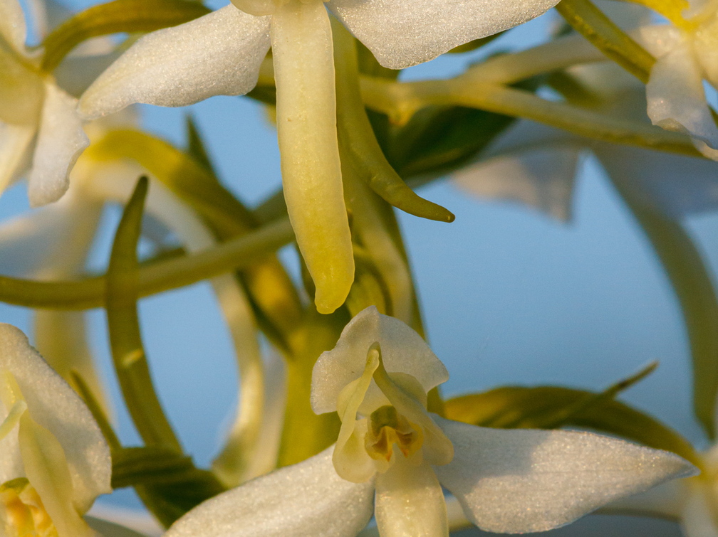  Ööviiul ehk kaheleheline käokeel (Platanthera bifolia)