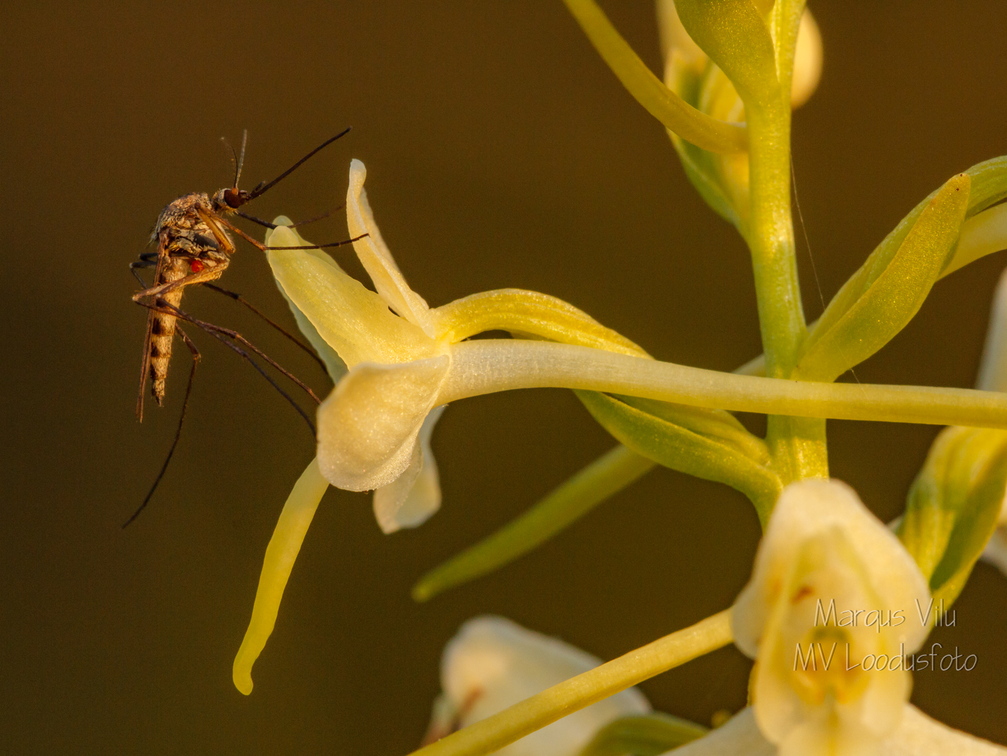  Ööviiul ehk kaheleheline käokeel (Platanthera bifolia)