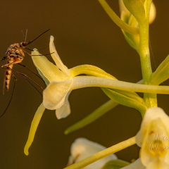  Ööviiul ehk kaheleheline käokeel (Platanthera bifolia)
