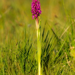  Kahkjaspunane sõrmkäpp (Dactylorhiza incarnata)