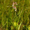 Soo-neiuvaip (Epipactis palustris)