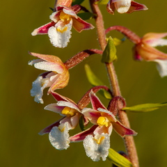 Soo-neiuvaip (Epipactis palustris)