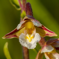 Soo-neiuvaip (Epipactis palustris)