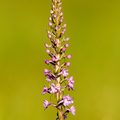  Harilik käoraamat (Gymnadenia conopsea)