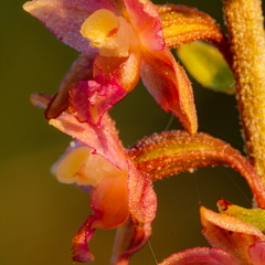  Tumepunane neiuvaip  (Epipactis atrorubens)