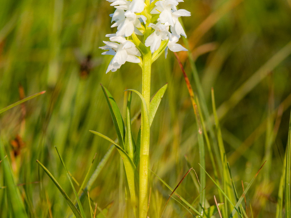 Kahkjaspunane sõrmkäpp albiino(Dactylorhiza incarnata)