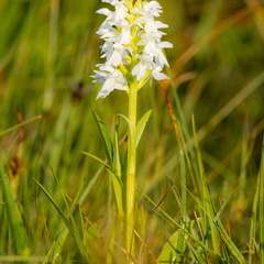 Kahkjaspunane sõrmkäpp albiino(Dactylorhiza incarnata)
