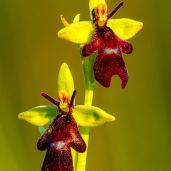  Kärbesõis (Ophrys insectifera)