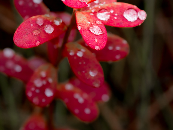  Veetilgad punases lehel