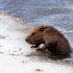 Kobras ehk piiber (Castor)