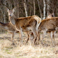 Punahirv (Cervus elaphus)