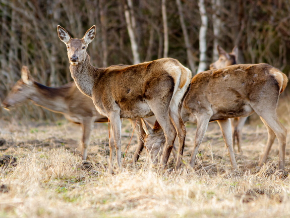 Punahirv (Cervus elaphus)