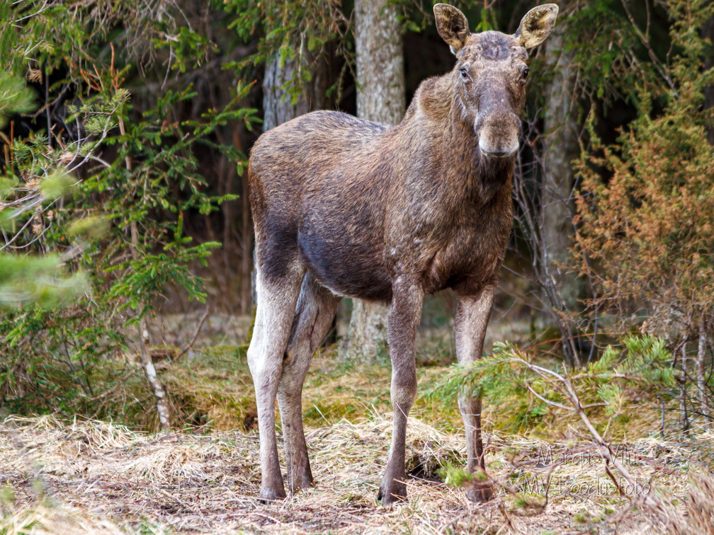  Põder (Alces alces) vaatab minu poole