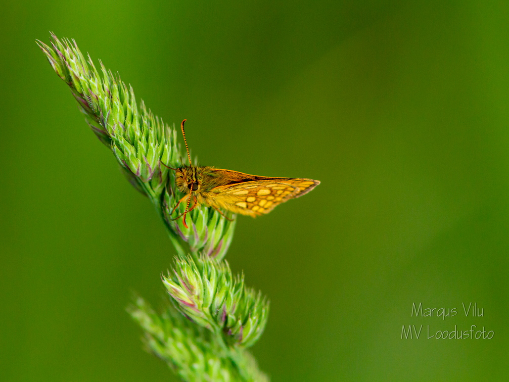  Liblikas heinal. Punnpealased, päevaliblikad