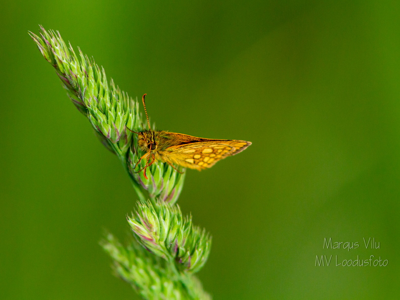  Liblikas heinal. Punnpealased, päevaliblikad