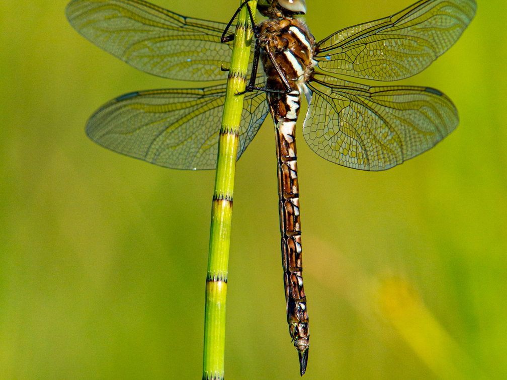  Tondihobulased (Aeshnidae), kiil