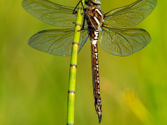  Tondihobulased (Aeshnidae), kiil