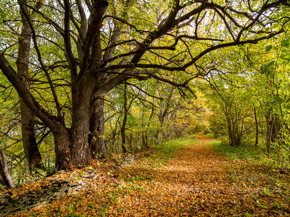  Sügisene metsatee väärikate puude all