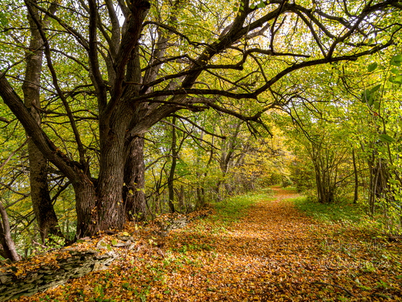  Sügisene metsatee väärikate puude all