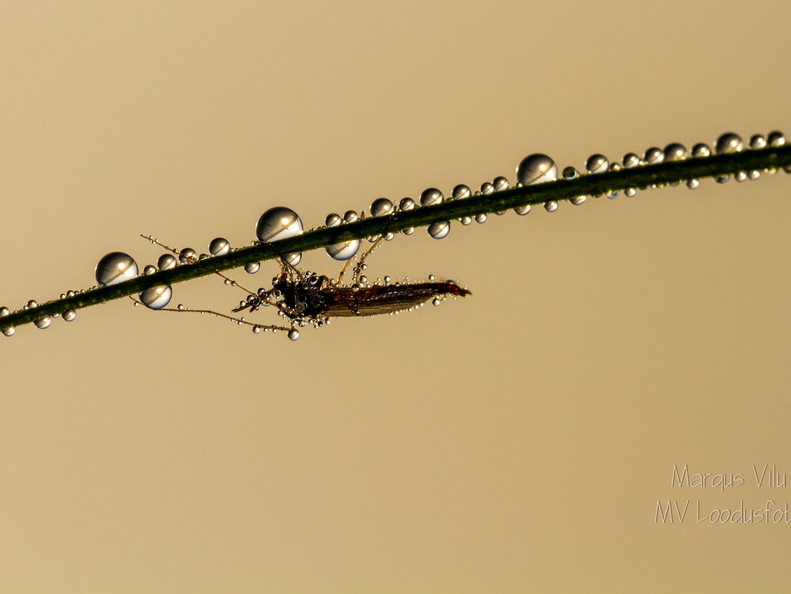 Uinuv sääks varahommikul