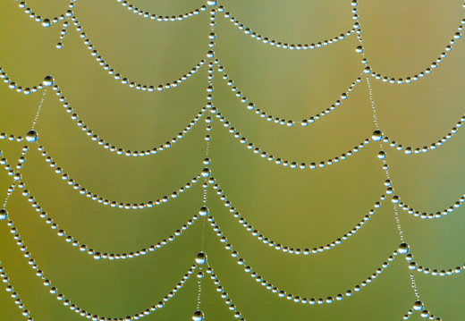  Pärlitega ämblikuvõrk