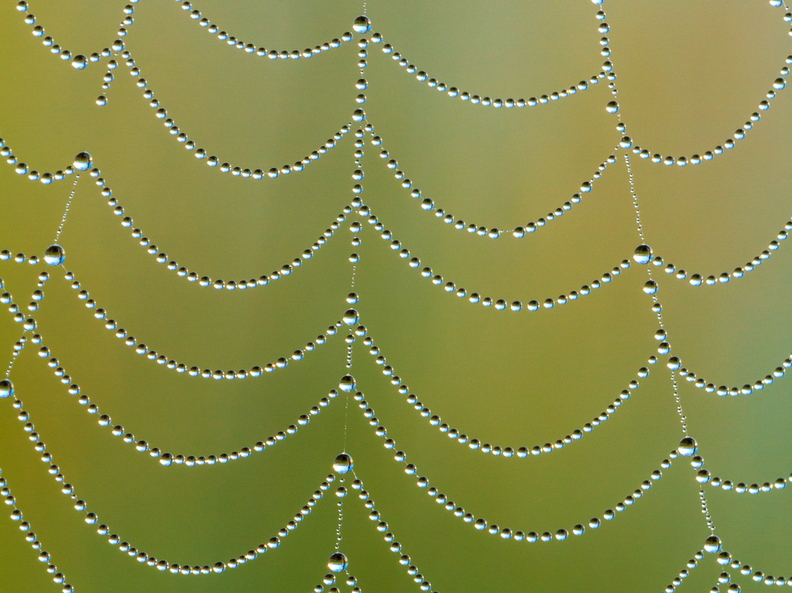  Pärlitega ämblikuvõrk