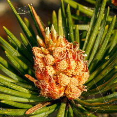  Mänd "õitseb" Kollased isakäebid.